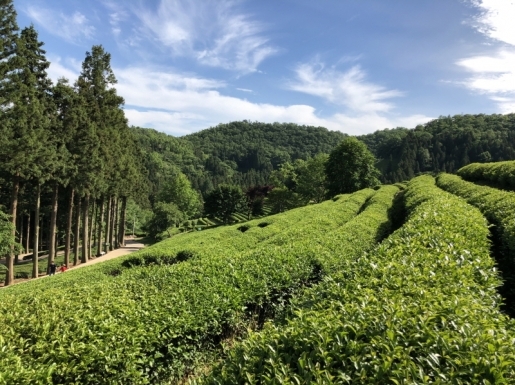 ���� ����4