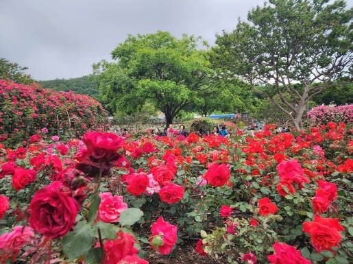 ���� ����4