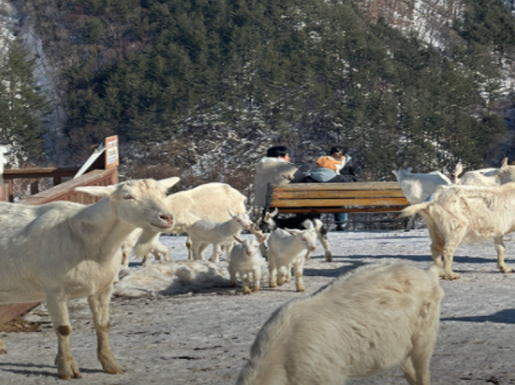 ���� ����7