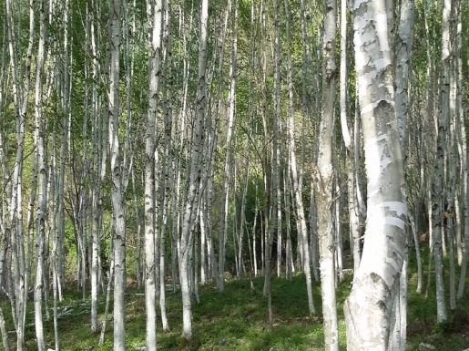 ���� ����2